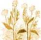 Mustard Seed